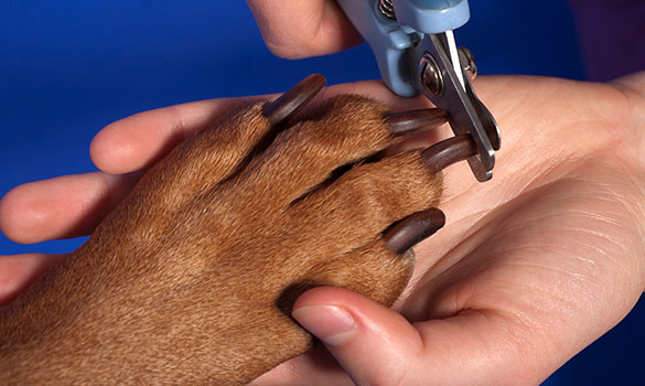 Pet Nail Treatment